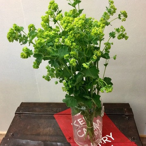 Alchemilla mollis - LIME GREEN - Lady's Mantle 45-50cm - (10 or 30 stems)