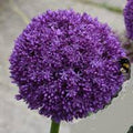 Allium - PURPLE Ambassador 80cm x 5 stems