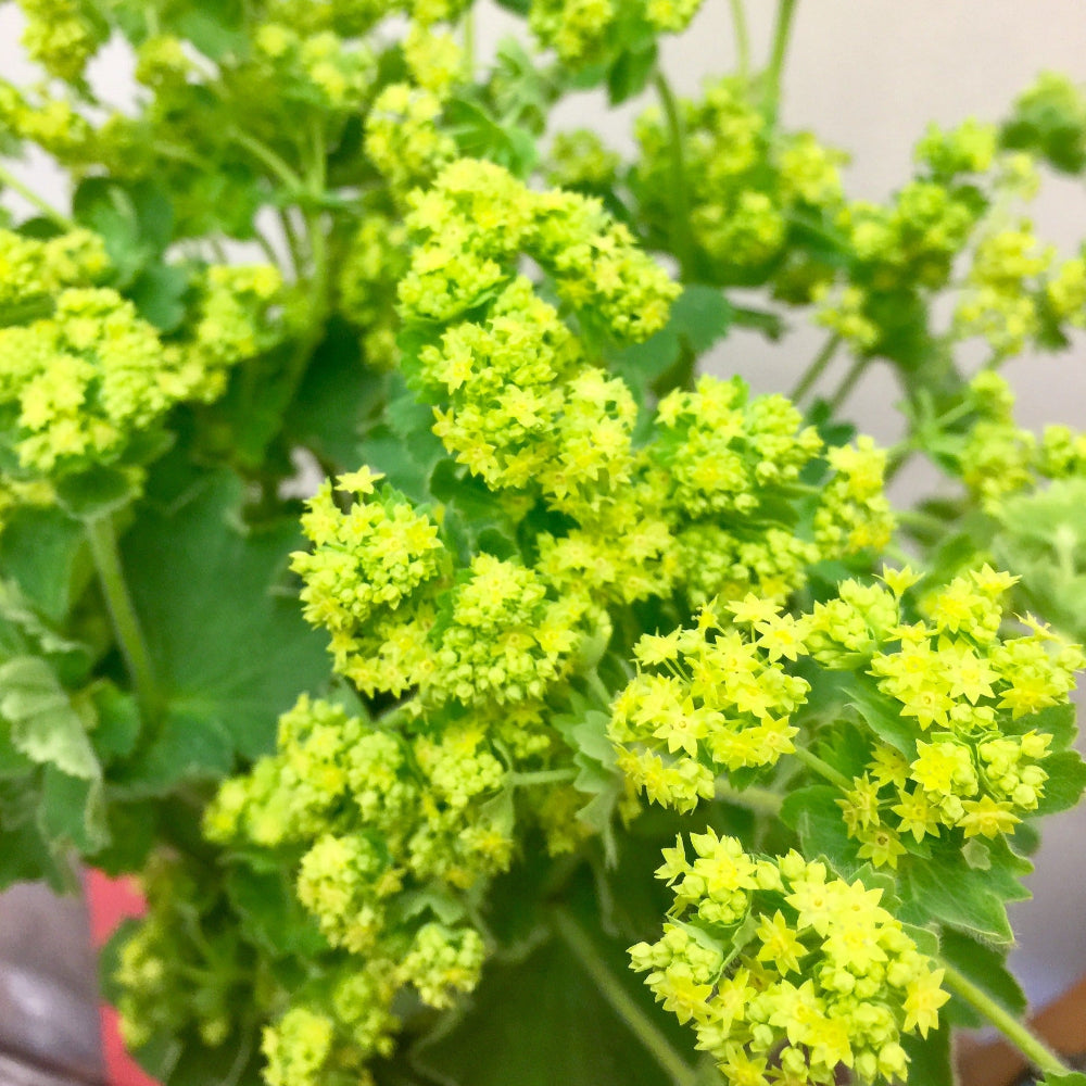 Alchemilla mollis - LIME GREEN - Lady's Mantle 45-50cm - (10 or 30 stems)