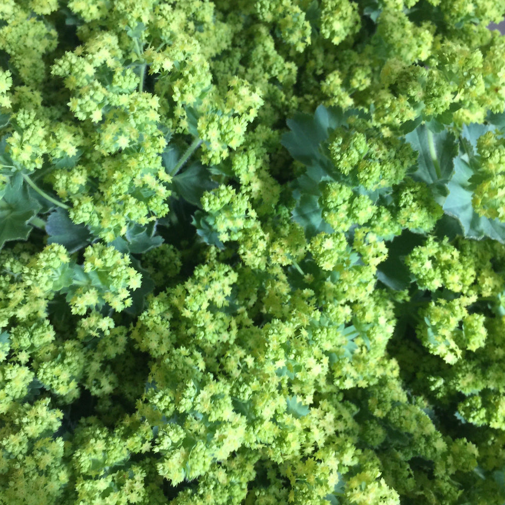 Alchemilla mollis - LIME GREEN - Lady's Mantle 45-50cm - (10 or 30 stems)
