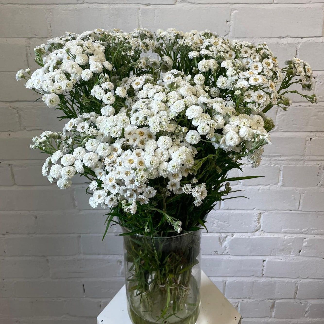 Achillea - WHITE - Ballerina 50cm - (10 stems)