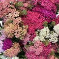 Achillea - MULTI - Pastel Mix 50-60cm - (10 stems)