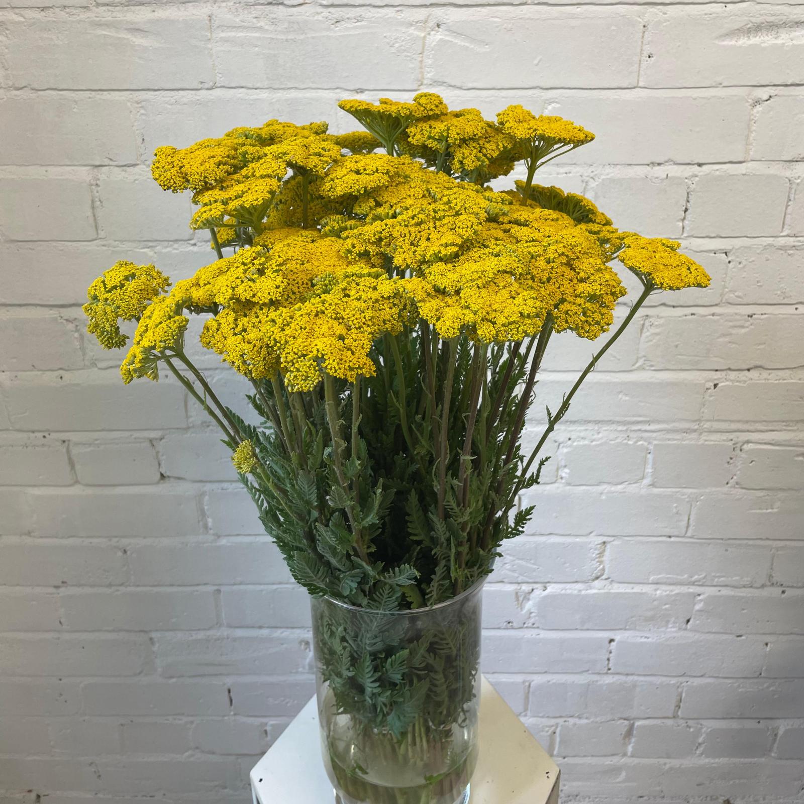 Achillea - YELLOW - Cloth of Gold 50cm - (10 stems)