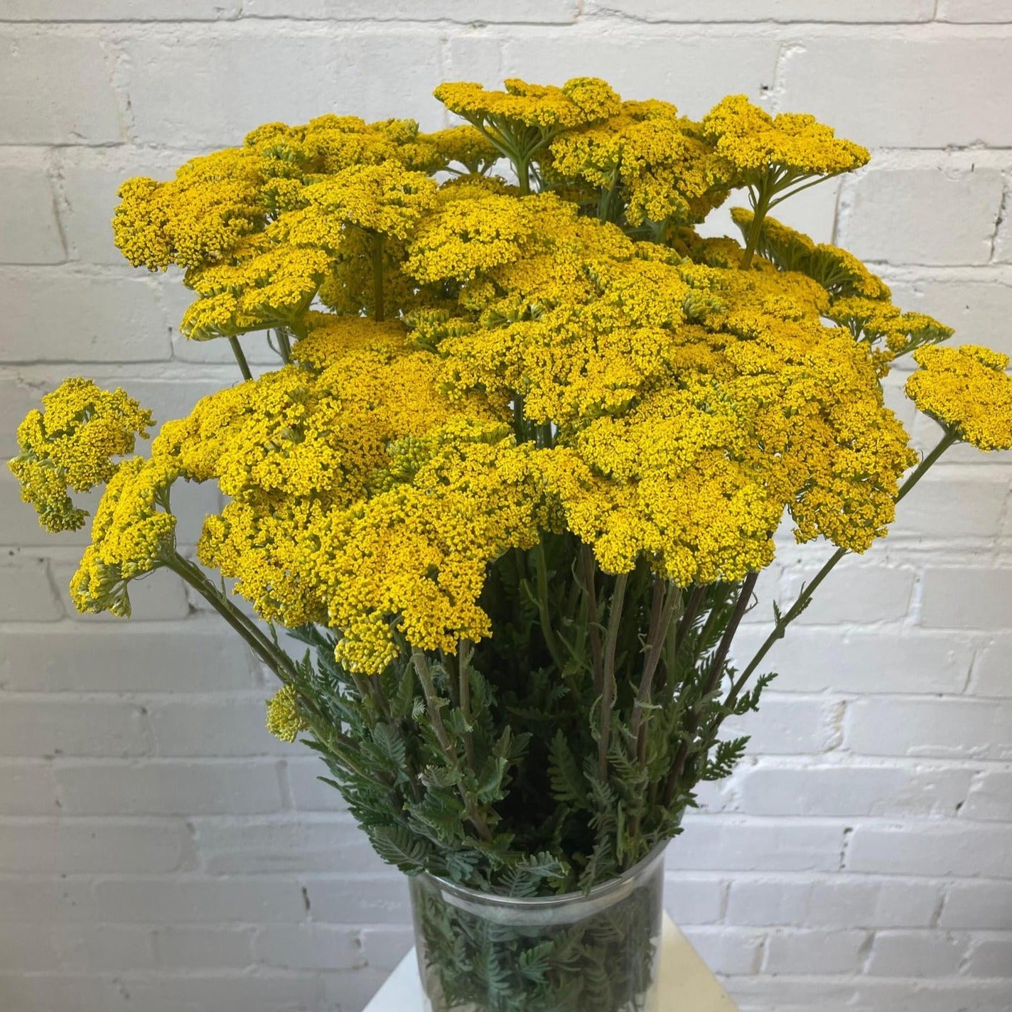 Achillea - YELLOW - Cloth of Gold 50cm - (10 stems)