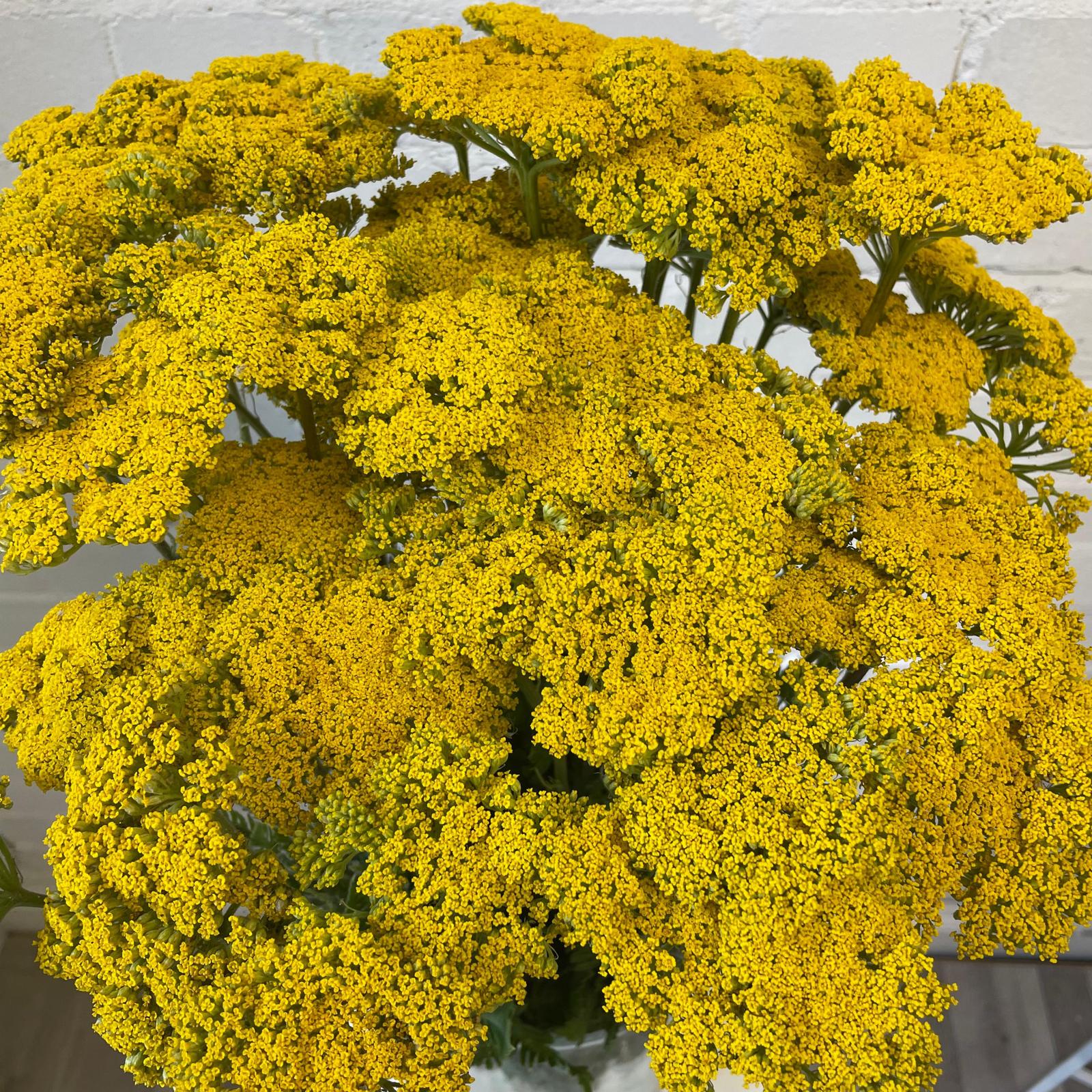 Achillea - YELLOW - Cloth of Gold 50cm - (10 stems)