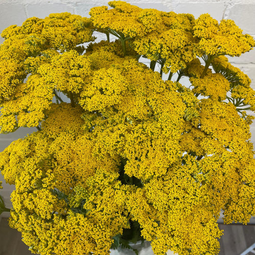 Achillea - YELLOW - Cloth of Gold 50cm - (10 stems)
