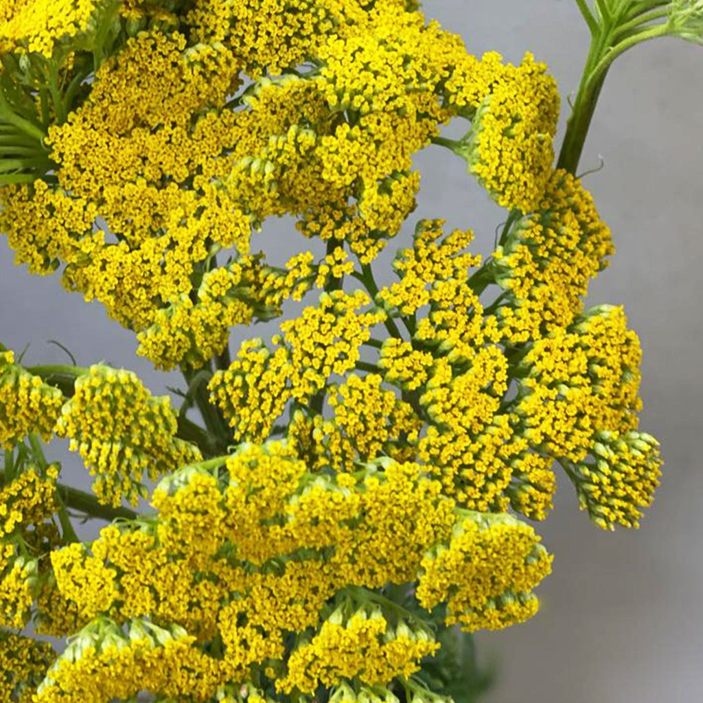 Achillea - YELLOW - Cloth of Gold 50cm - (10 stems)